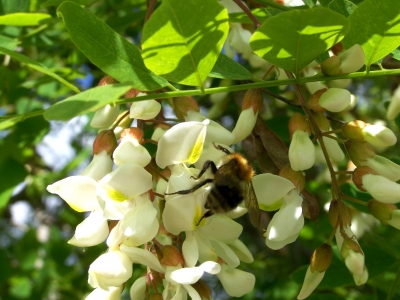 Hummel beim Schlemmen auf Akazienblüte