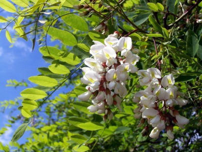 Akazienblüten weiss 5