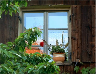 Fenster mit Blumentopf