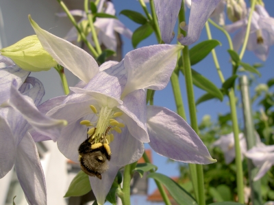 Hummel im Einsatz 3