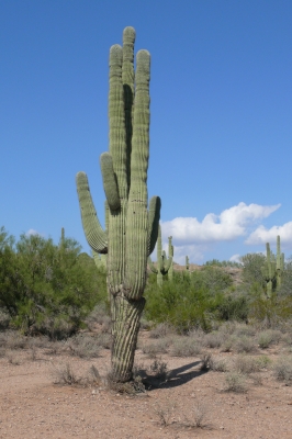 Kaktus in Arizona 2