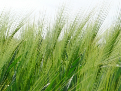 Ähren im Wind