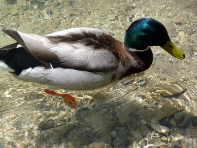 Ente - Königssee 2008