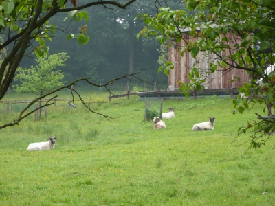 Schafe in Grürmansheide