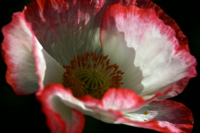 weiss roter Mohn