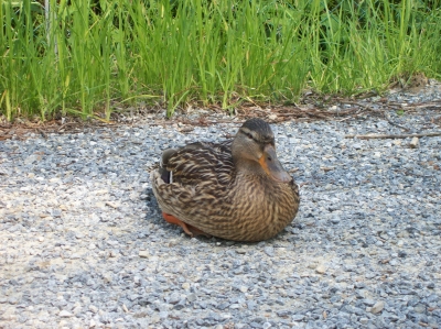 Ente ruht am Kiesweg