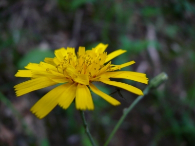 gelbe Blüte