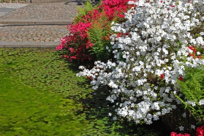 im Japanischen Garten