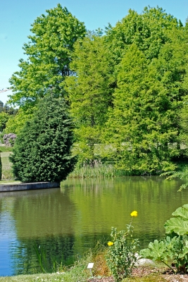 Teich im Botanischen Garten
