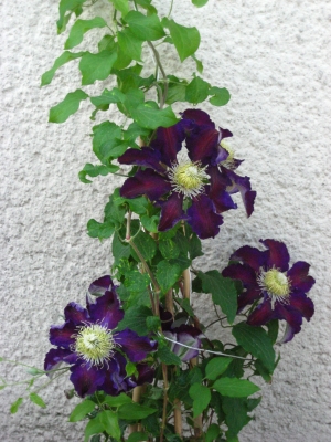 lila Clematis mit 3 Blüten