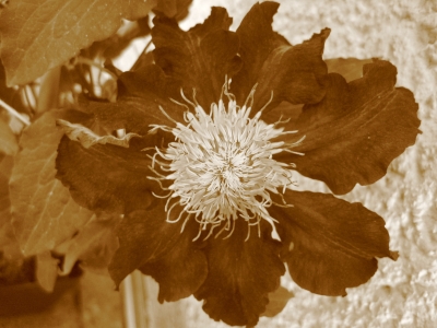 lila Clematis in Sepia - 1 Blüte in Nahaufnahme