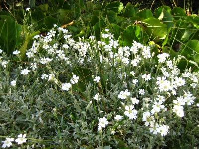 Weißer Blütenstand