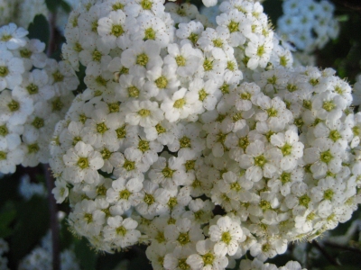 Weiße Blütendolde