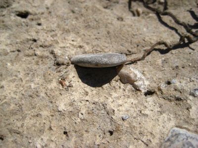 Stein un der Uferböschung des Rheins