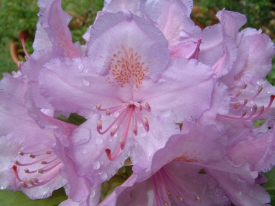 Rhododrendronblüte im Regen