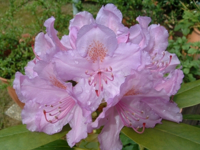 Rhododendronblüte lila