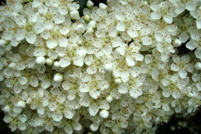 Weisse Strauchblüten