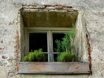 Fenster mit Pflanzen