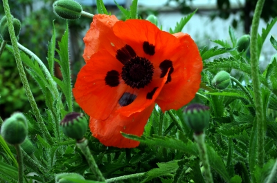 türk. Mohn 1