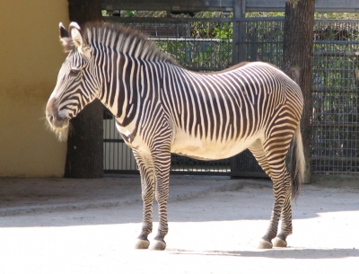 Zebra mit Bart