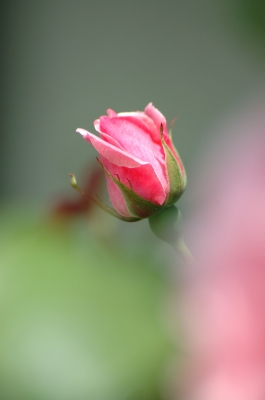 Eine Rose für meine Liebste............