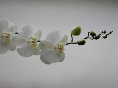 Orchidee_23a