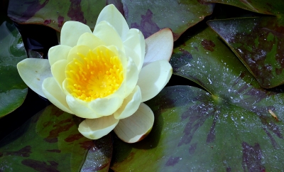 Weiße Seerose (Nymphaea alba) #2