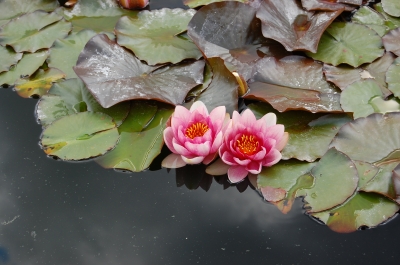 Rosa Seerosen (Nymphaea alba)