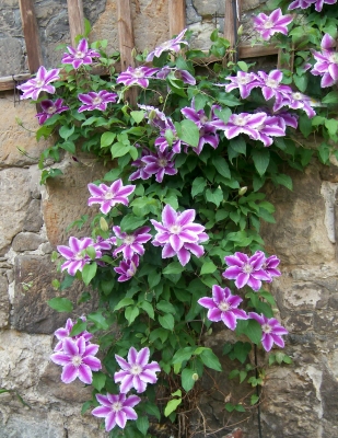 Clematis