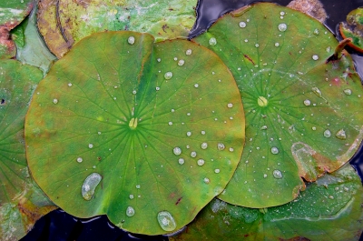 Seerosenblätter mit Lotuseffekt