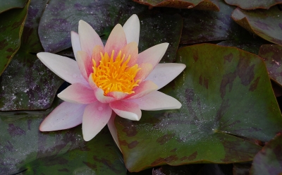 Rosa Seerose (Nymphaea alba) #2