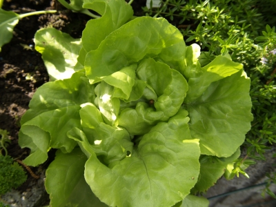 grüner salat