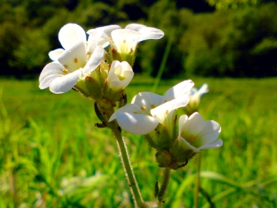 weißes Blümchen