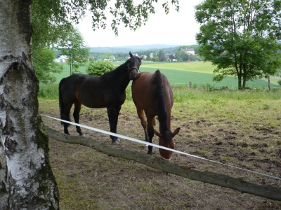 Pferde im Suaerland