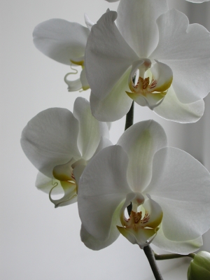 Orchidee_23b