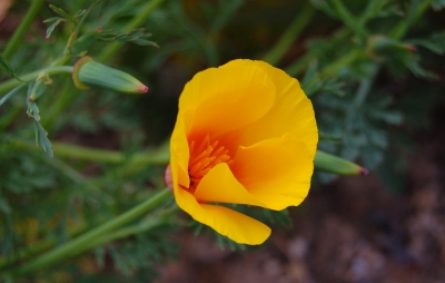Goldmohn (Eschscholzia californica)