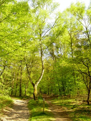 Frühlingswald 2