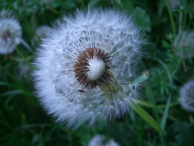 Pusteblume