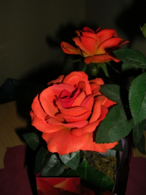 die schönste Rose