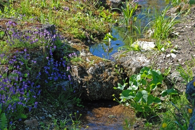 Bach im Steingarten