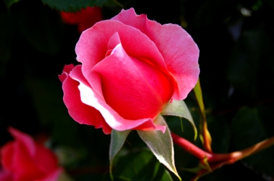 rosa rose