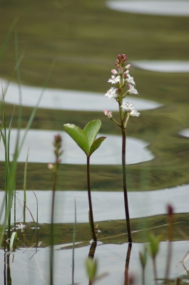 Wasserblüten