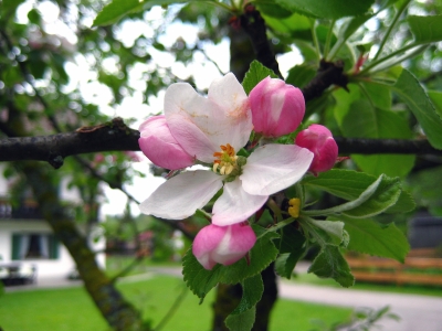Apfelbüte in Oberbayern