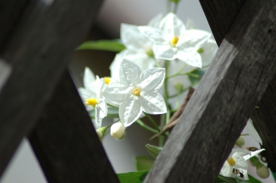 Blumenschmuck