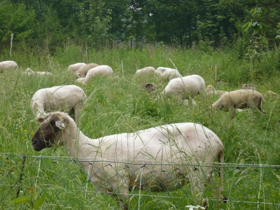 Schafe im Sauerland