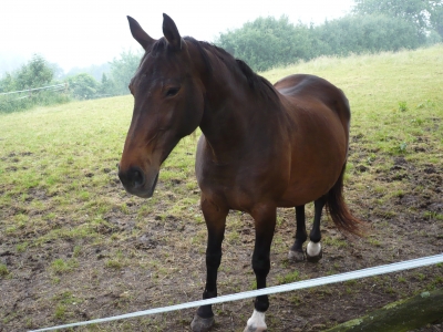Pferd im Sauerland