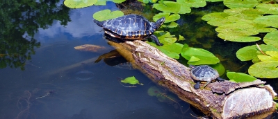 sich sonnende Wasserschildkröten