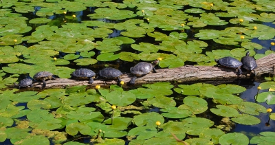 sich sonnende Wasserschildkröten #2
