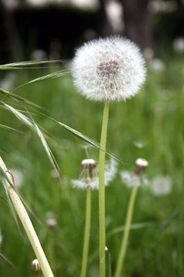 :Pusteblume:::