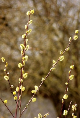 Frühlingsbaum 5